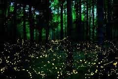 Synchronous Fireflies in the Great Smoky Mountains - Elkmont