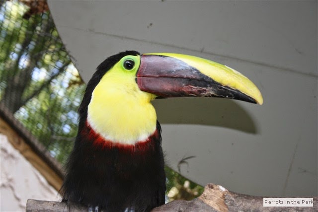 Touans, macaws, parrots and other tropical birds