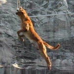 Dog lovers love the Lumberjack Feud