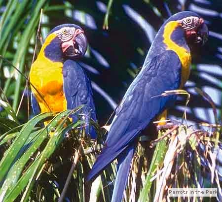Blue Parrots and other exotic birds