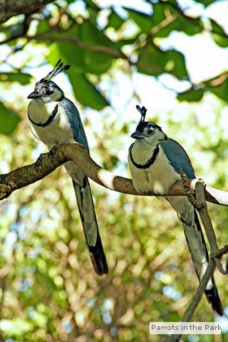Exotic bluebirds