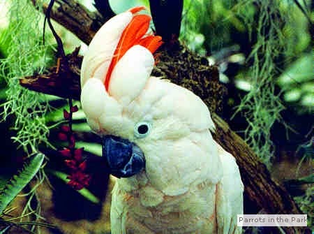 White Parrot