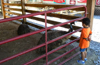 Petting Zoo in Pigeon Forge, TN