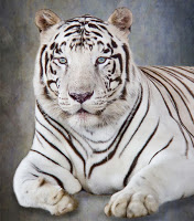 White tiger show in the Smokies