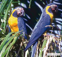 Feed and visit the Tropical birds in the garden