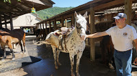 big rock appaloosa horse