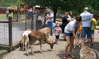 people feeding deer farm deer
