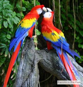 Attraction Tropical Birds Pigeon Forge