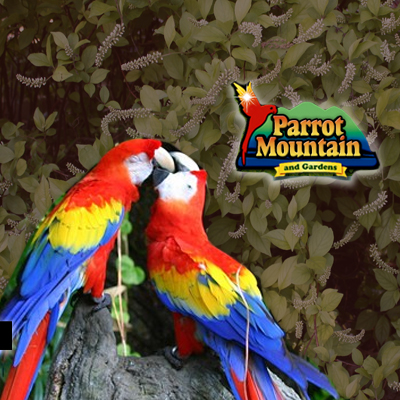 parrot mountain gardens pigeon forge