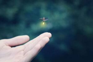 fireflies-smoky-mountains-national-park