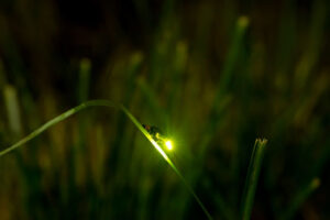 gatlinburg-firefly-event