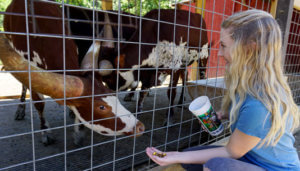 Deer-Farm-cow-feed