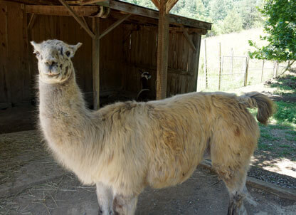 Deer-Farm-lama-pose lama-pose