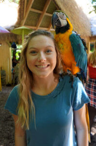 Parrot-Mountain-blue-wing Parrot-Mountain-blue