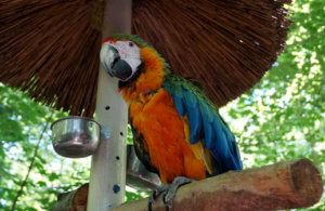 Parrot-Mountain-parrot-blue-umbrella blue-umbrella
