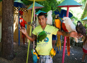 Parrot-Mountain-staff-parrots Parrot-Mountain-staff-parrots