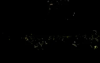 synchronous fireflies