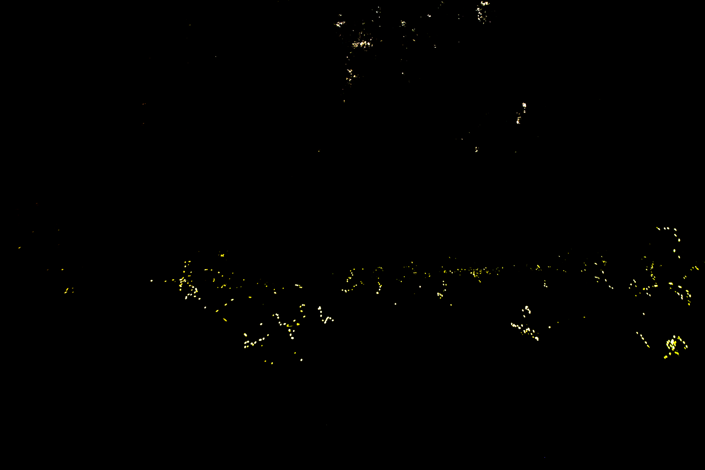 synchronous fireflies