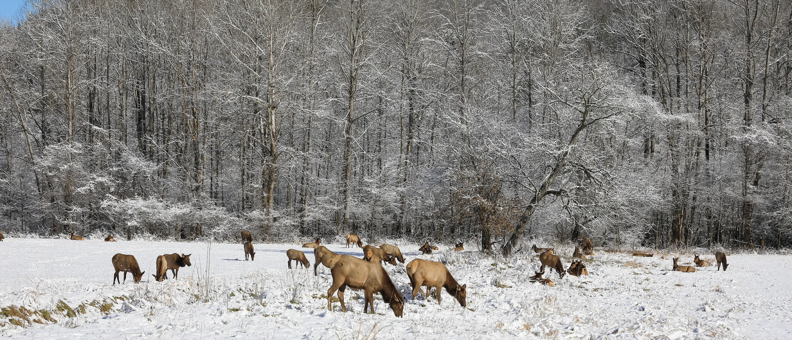 Elk Grazing Smoky Mountain Snow Day