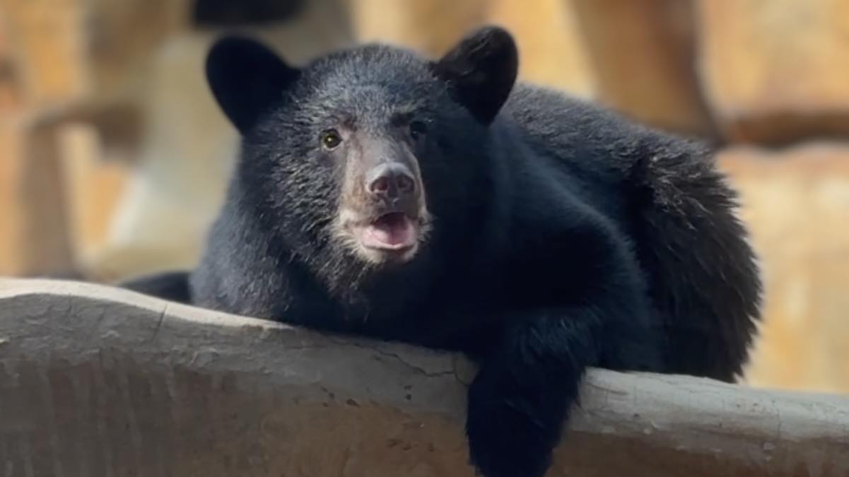 Smoky Mountain Black Bear at Three Bears