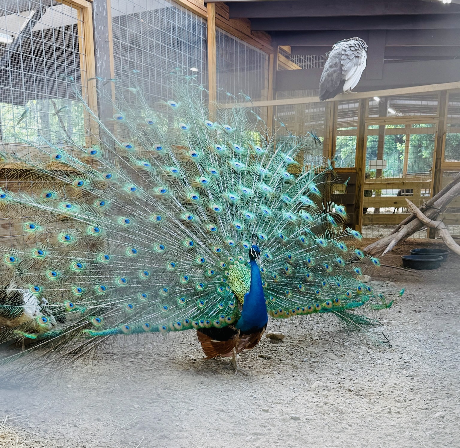 Peacock in the Smokies