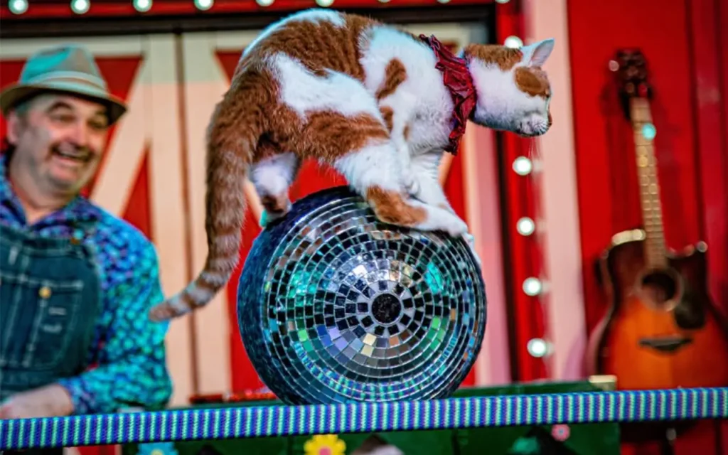 Cat Performing at Comedy Barn
