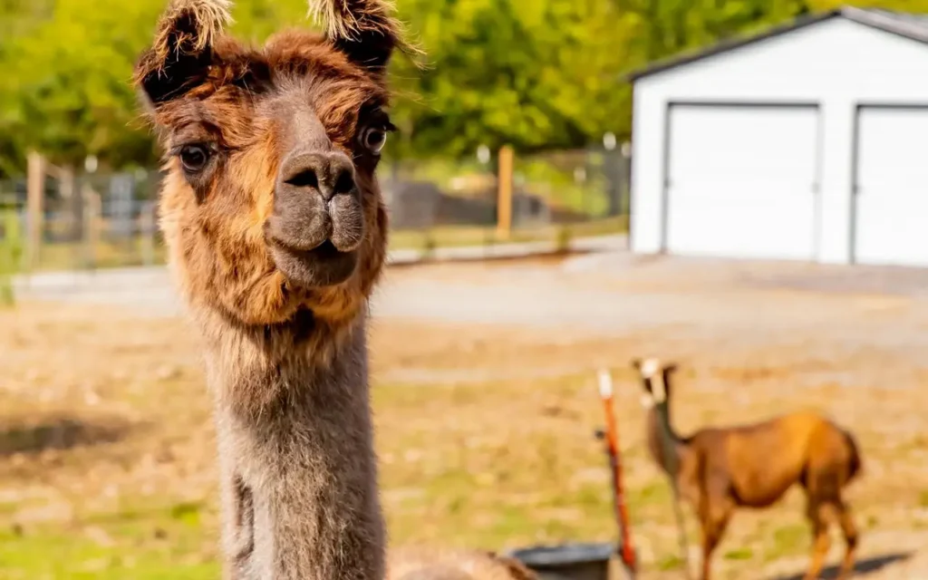 Alpaca at Skyland Ranch