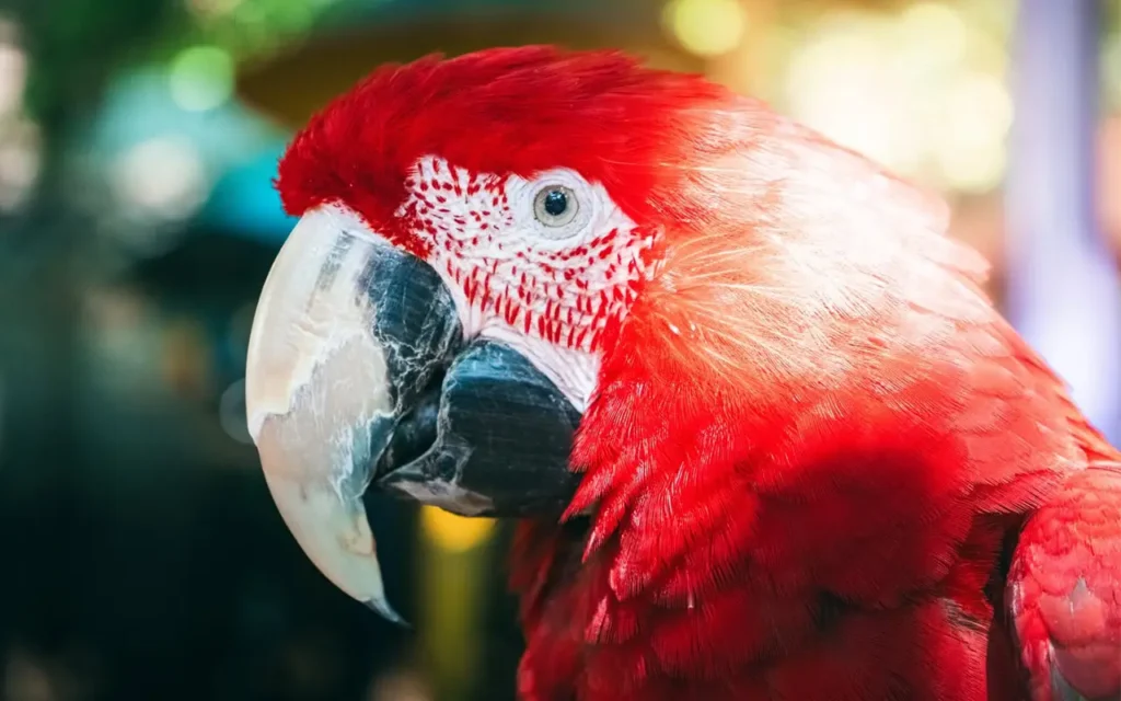 Beautiful Parrot Close Up at Parrot Mountain and The Garden of Eden