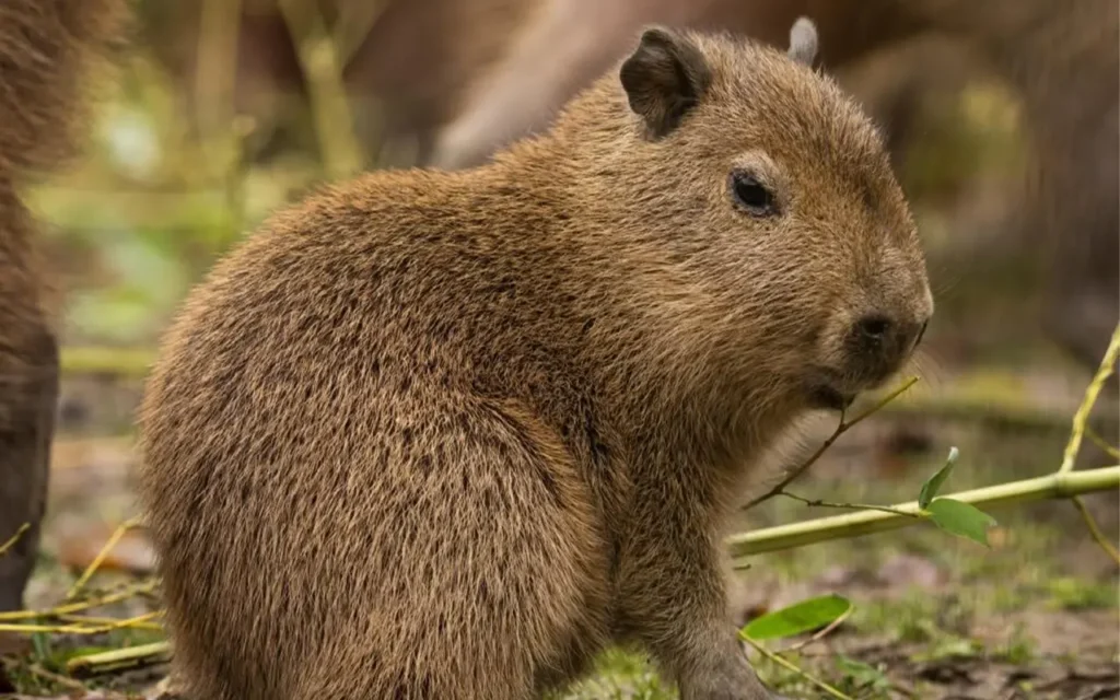 Capybara at Springtime Farms