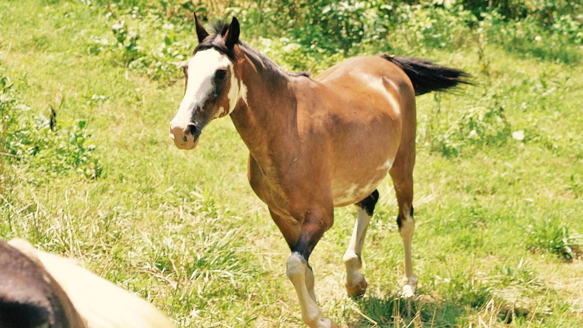 Davy Crockett Riding Stables Townsend Tennessee