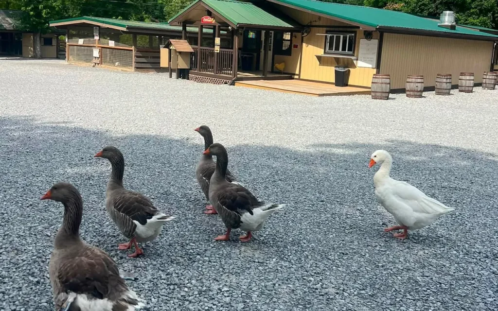 Ducks and Geese Walking Around at Big Rock Dude Ranch at Ponderosa