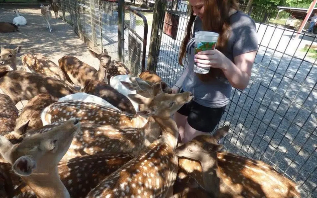 Girl Feeding Deer at Smoky Mountain Deer Farm
