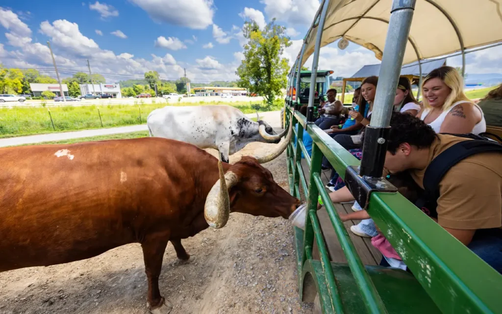 Group of People on Hayride at Skyland Ranch