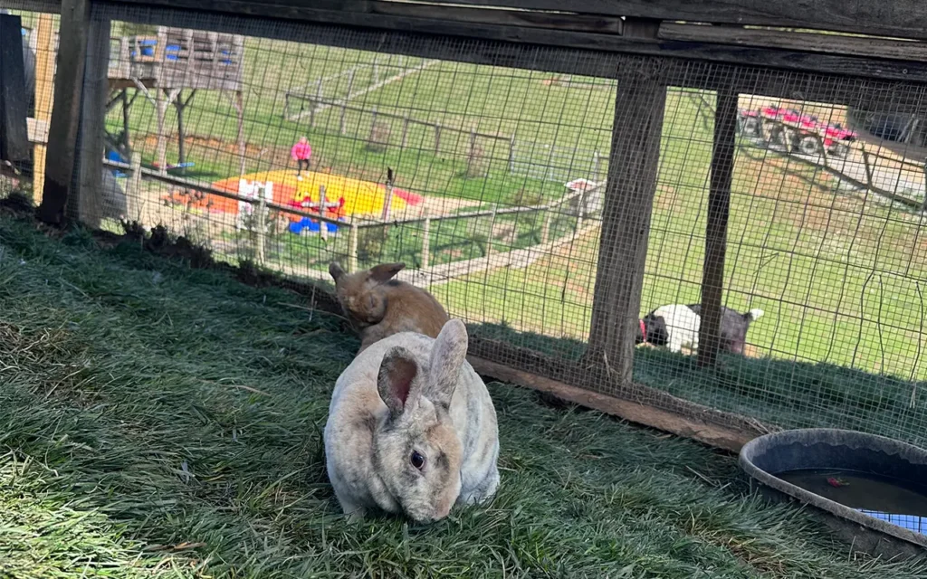 Live Animals at Concession Outside Seating at Jayell Ranch Family Adventure Park