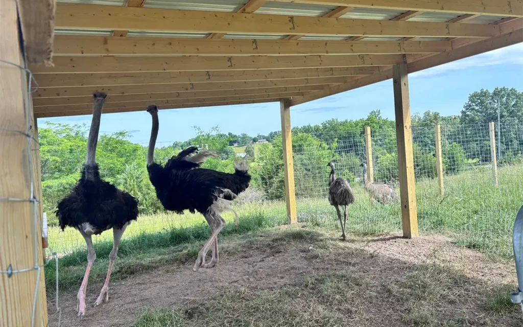 Ostriches at Springtime Farms