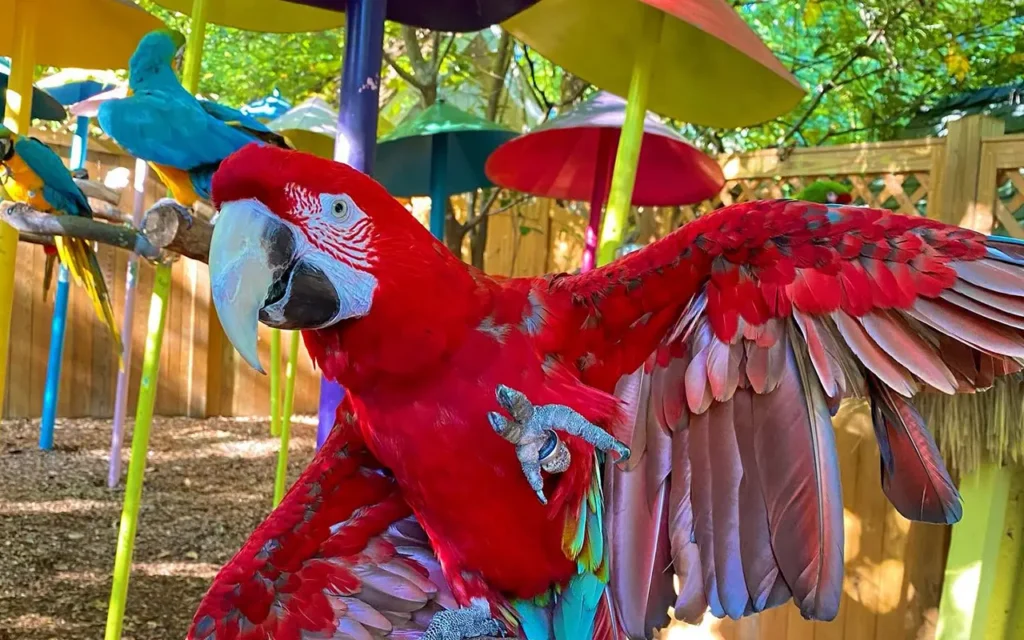 Parrot with Wings Open at Parrot Mountain and The Garden of Eden