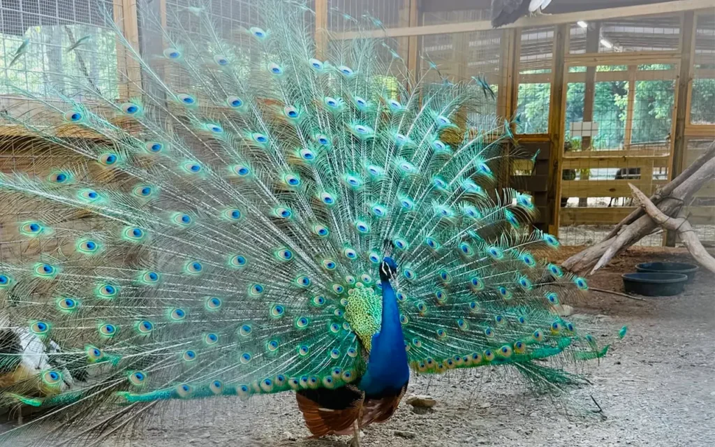 Peacock at Big Rock Dude Ranch at Ponderosa