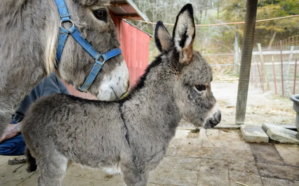 Small Animals at Smoky Mountain Deer Farm
