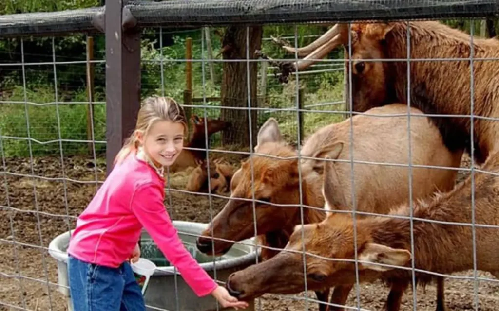 Young Girl Feeding Animals at Smoky Mountain Deer Farm